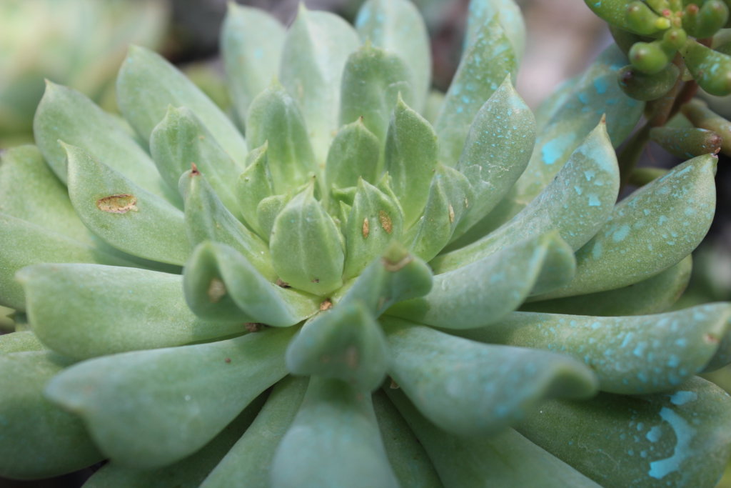 Echeveria Irish mint with insect harm