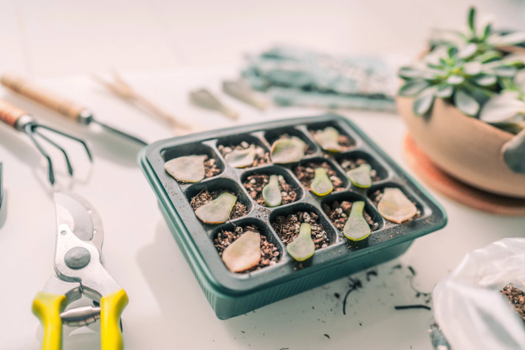 Echeveria Leaf Propagation in Tray