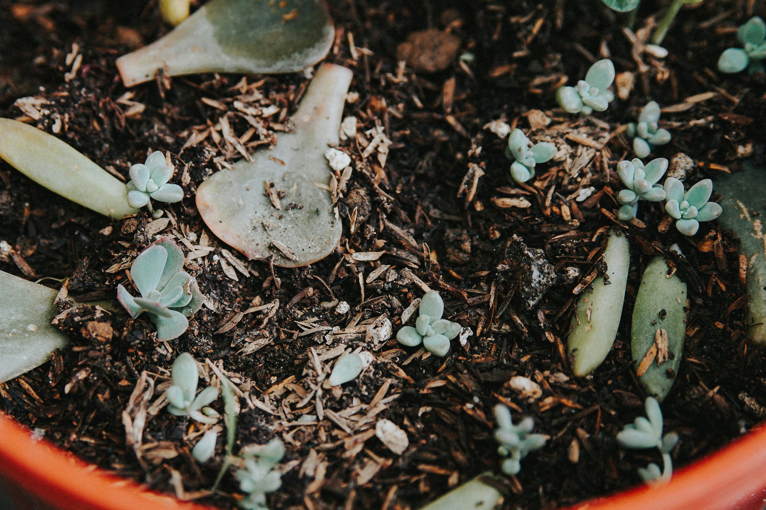 Echeveria Leaf Propagation