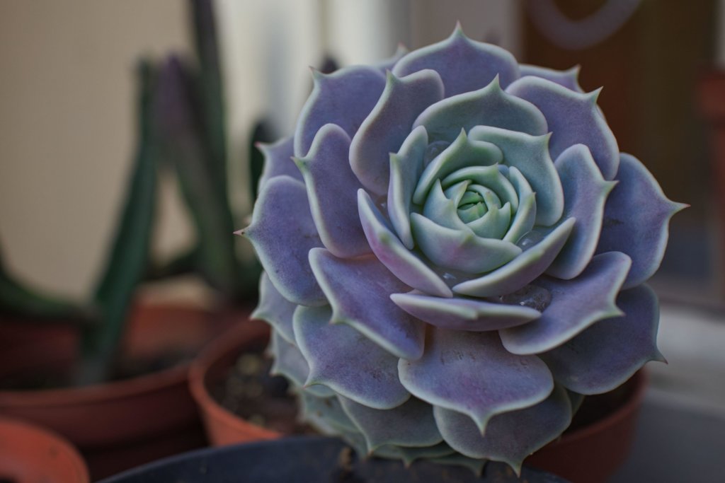 Echeveria Lola