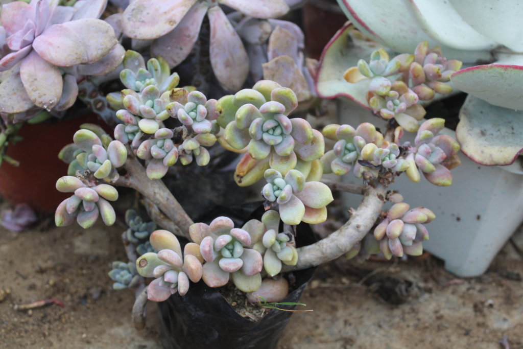 Echeveria Loushen with Nutrient deficiency (needs transplant with new soil)