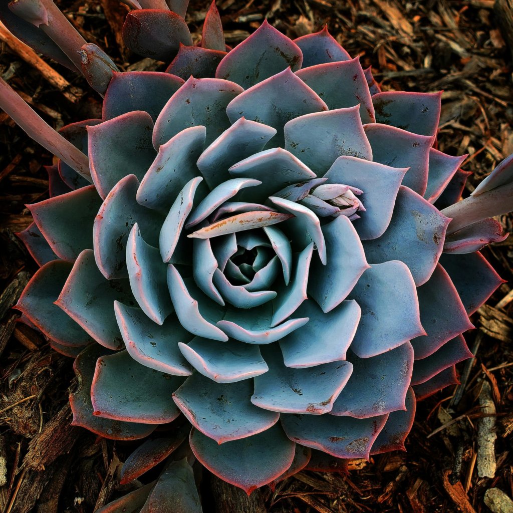 Echeveria Peacockii (Peacock Echeveria)