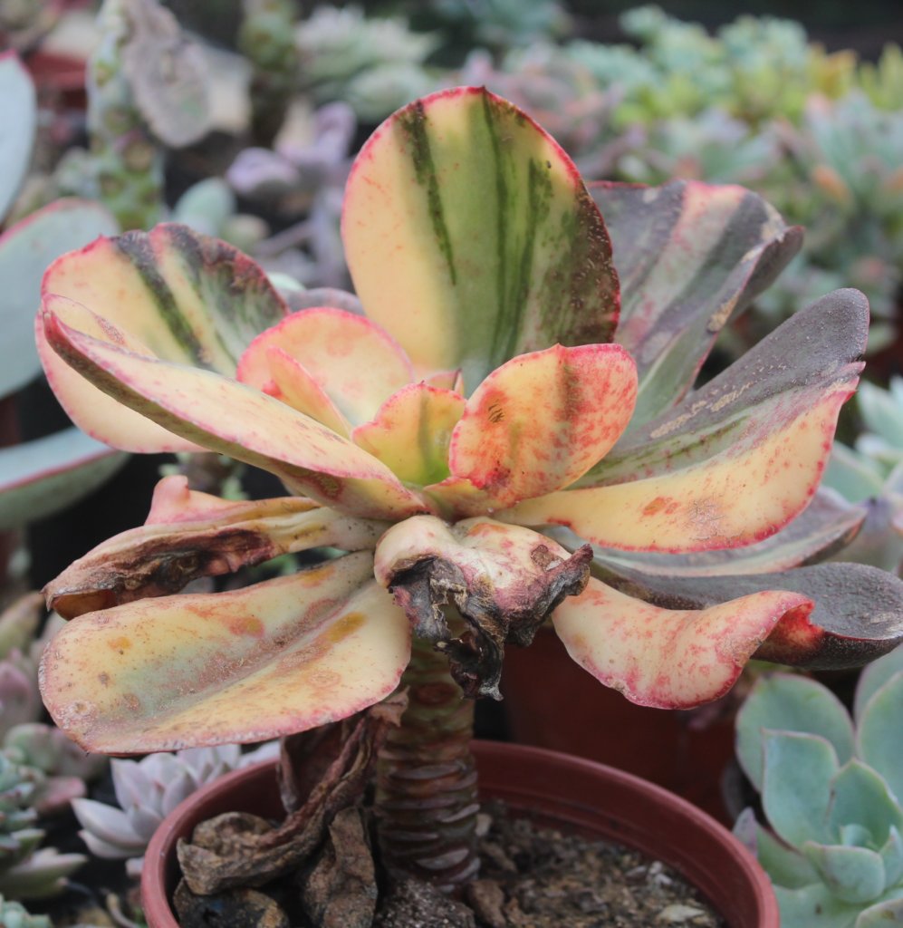 Echeveria Primadonna Variegated with Leaf spot, heat stressed and sunburn