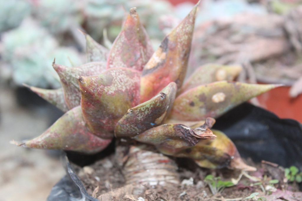 Echeveria Purpusorum Hybrid with Fungal Leaf spot