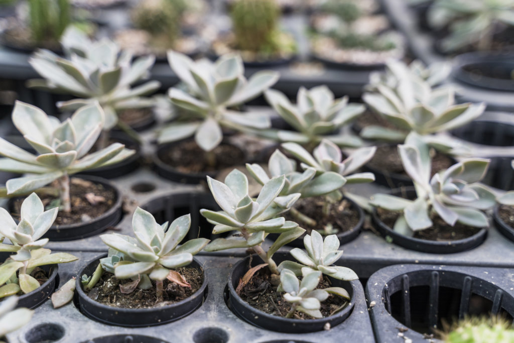 Echeveria Stem Cuttings in Tray