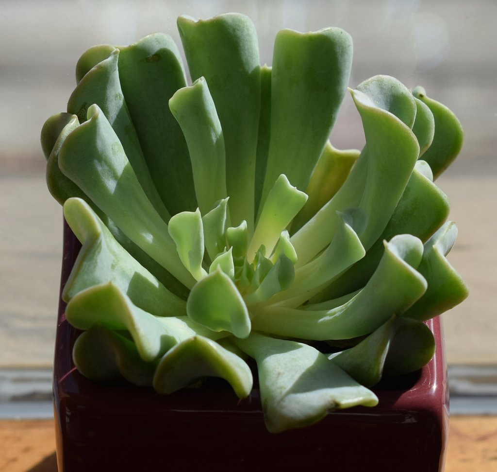 Echeveria 'Topsy Turvy'