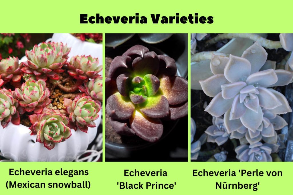 Echeveria Varieties