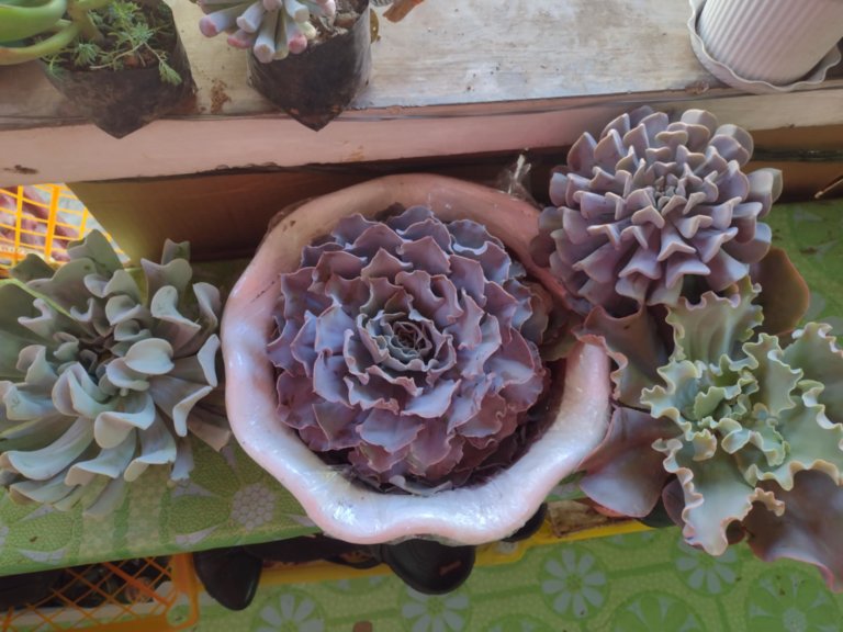 Echeveria Varieties