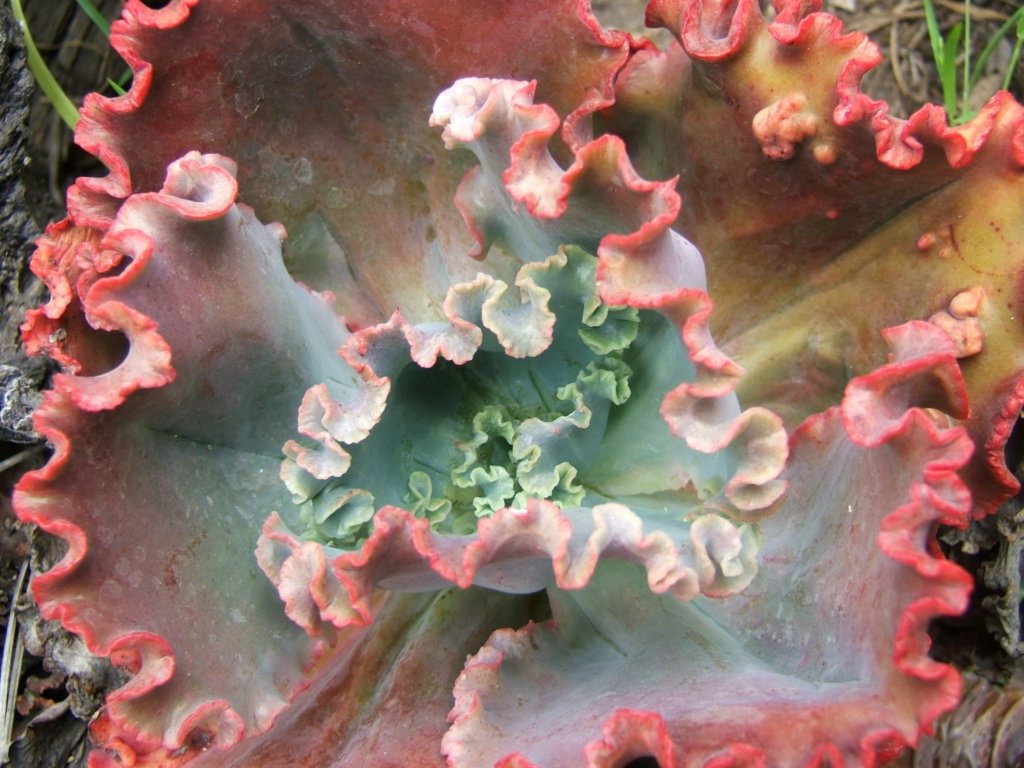 Echeveria Zorro