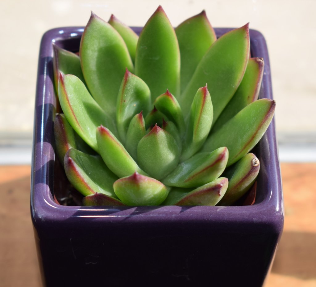 Echeveria agavoides