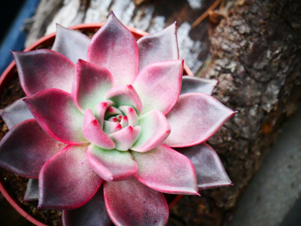 Echeveria agavoides 'Romeo'