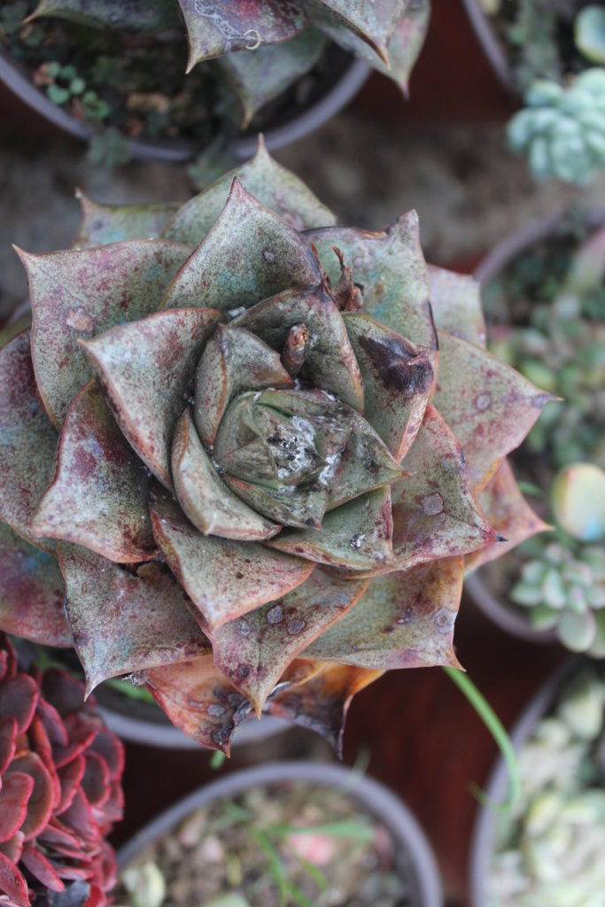 Echeveria giant purpusorum with mealybugs