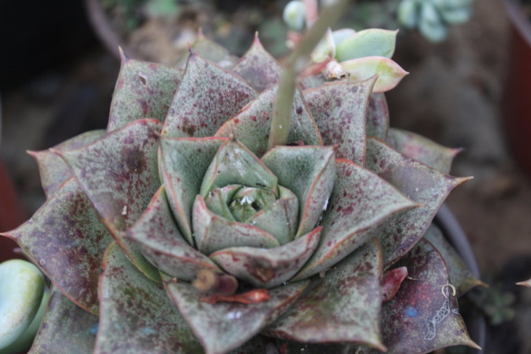 Echeveria giant purpusorum with mealybugs