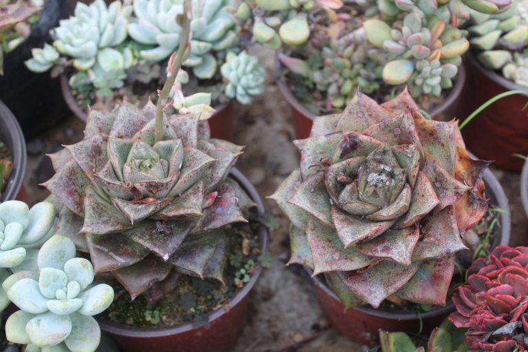 Echeveria giant purpusorum with mealybugs and sunburn