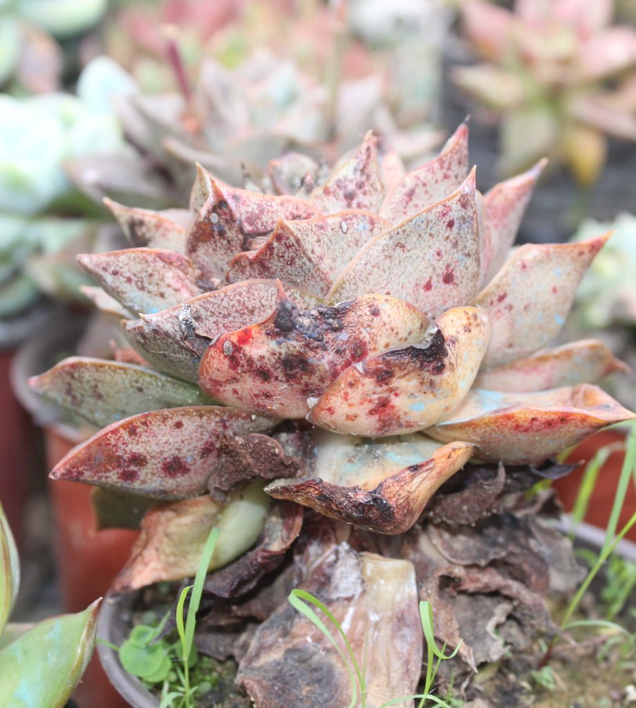 Echeveria giant purpusorum with mealybugs and sunburn
