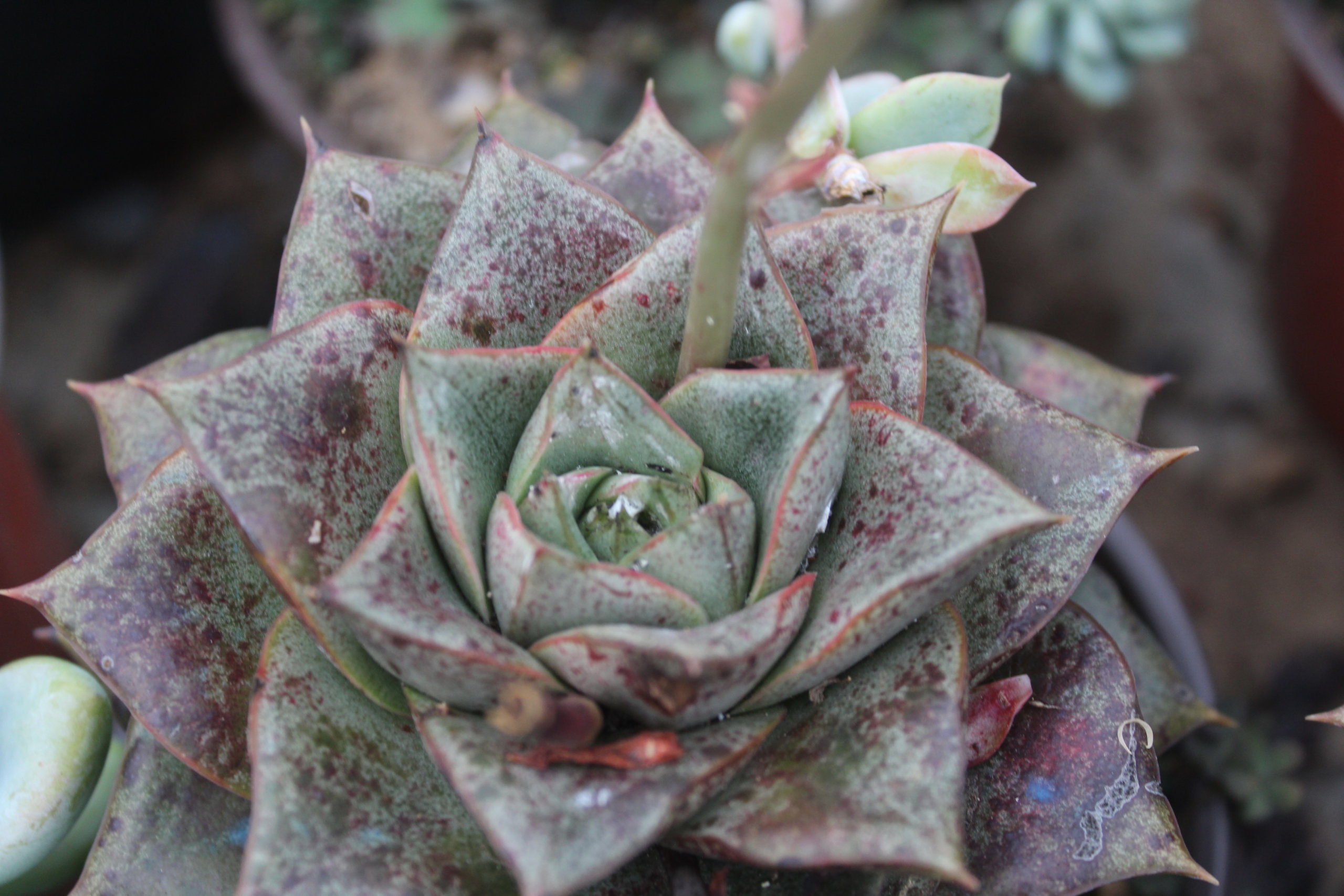 Echeveria giant purpusorum with mealybugs