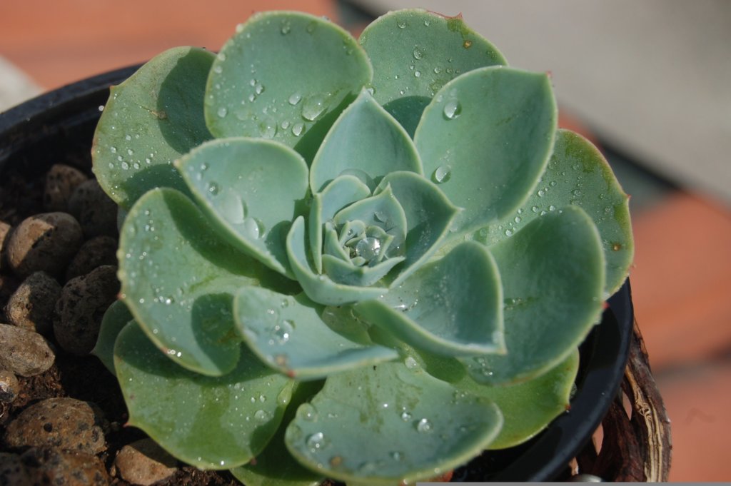 Echeveria imbricata