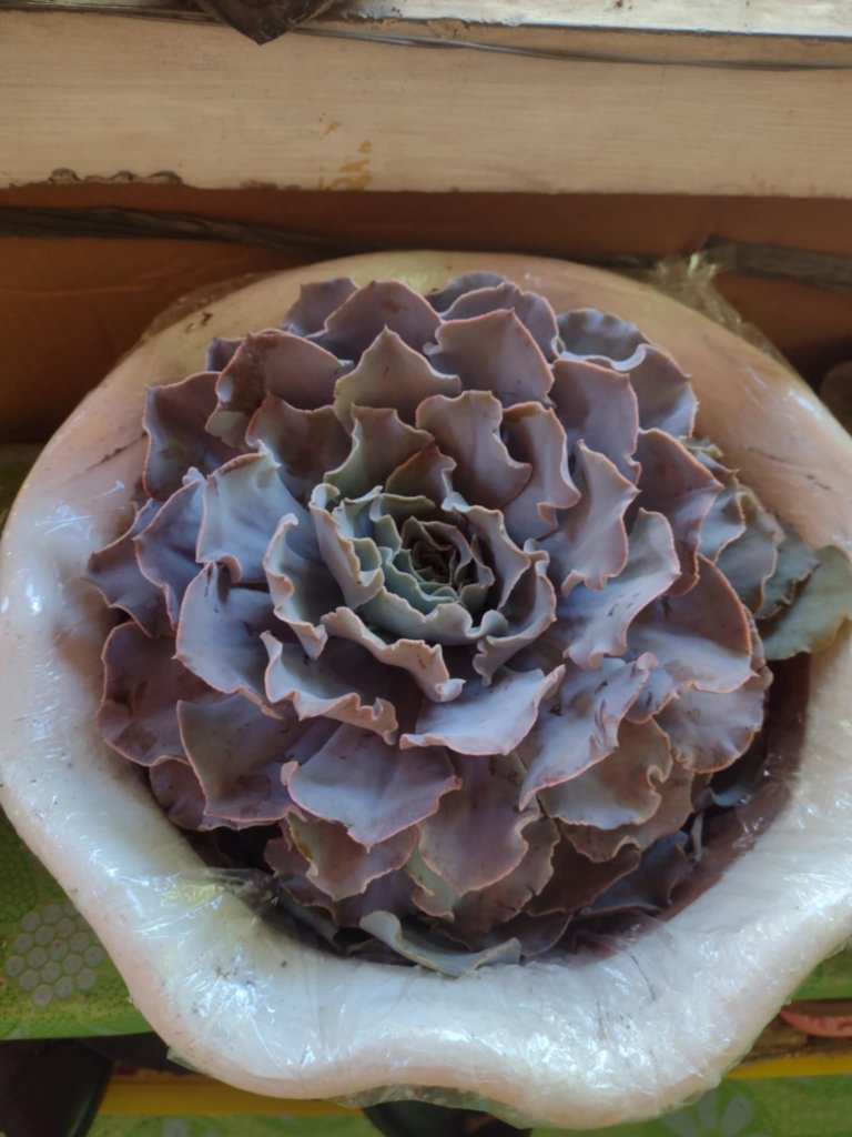 Echeveria shaviana