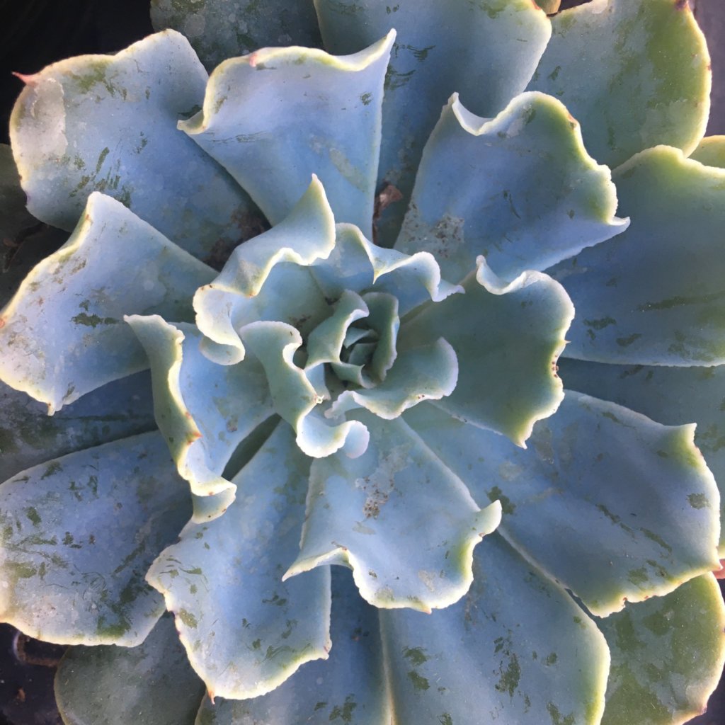 Echeveria shaviana (Mexican Hen)