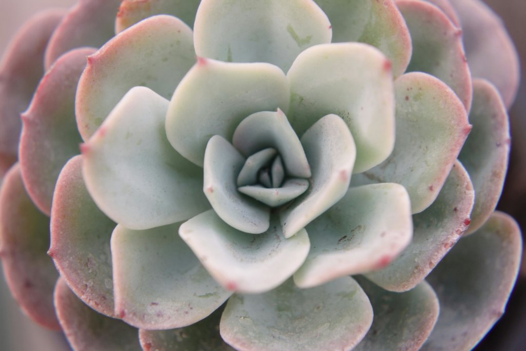 Echeveria subsessilis