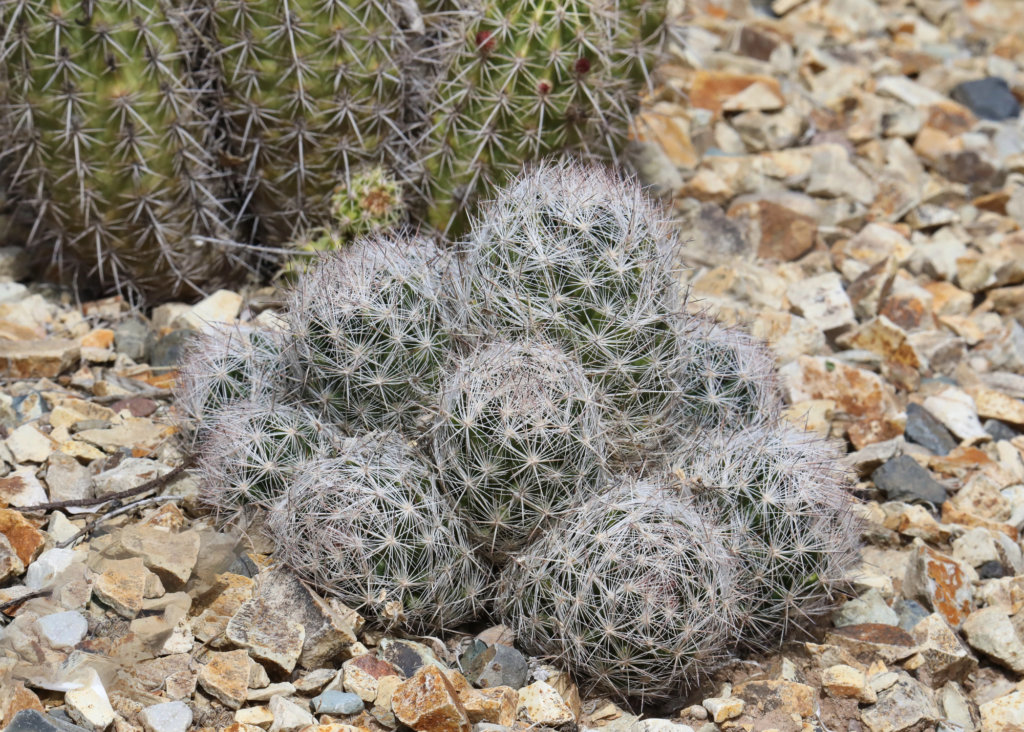 Escobaria vivipara (Beehive Cactus)