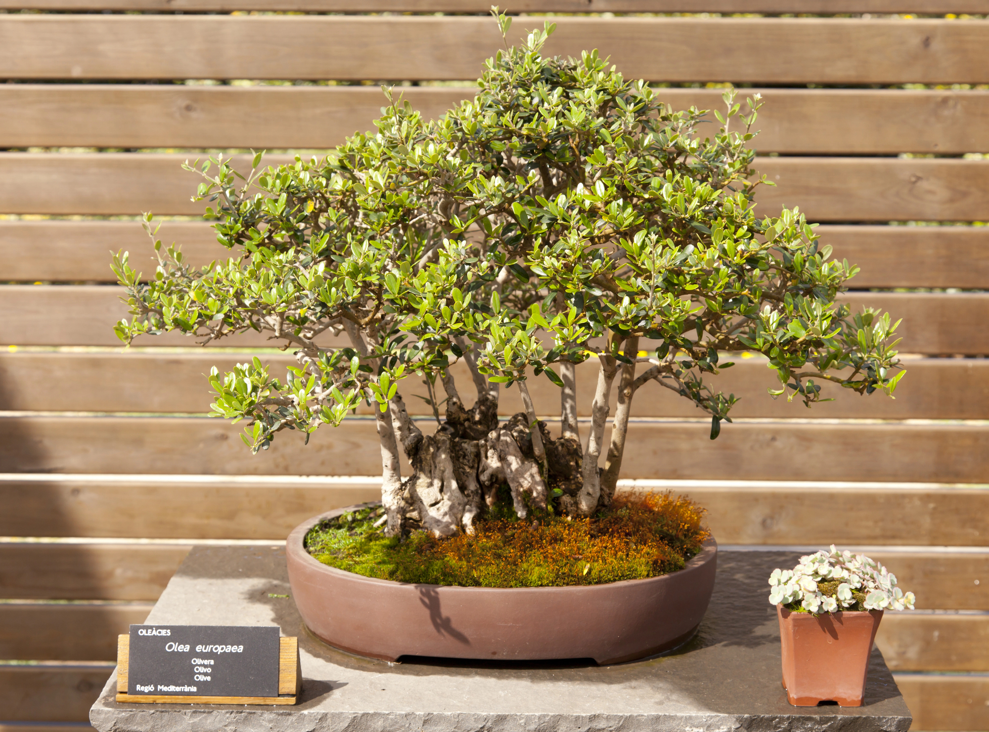 European olive (Olea europaea) bonsai