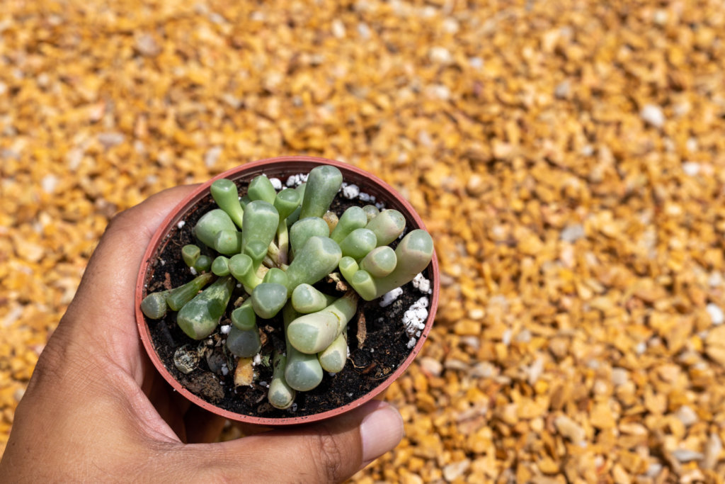 Fenestraria (Baby Toes)