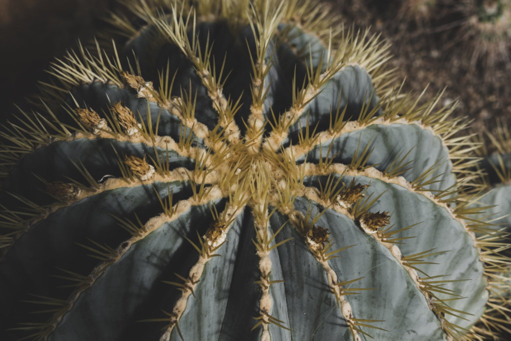 Ferocactus glaucescens (Blue Barrel Cactus)