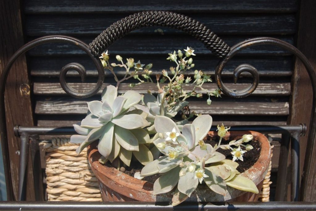 Ghost Plant or Graptopetalum paraguayense with flowers