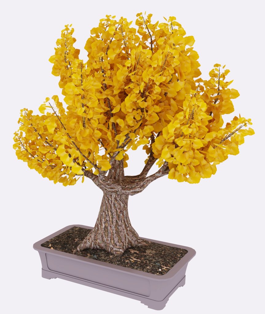 Ginkgo biloba (Maidenhair Tree) Bonsai