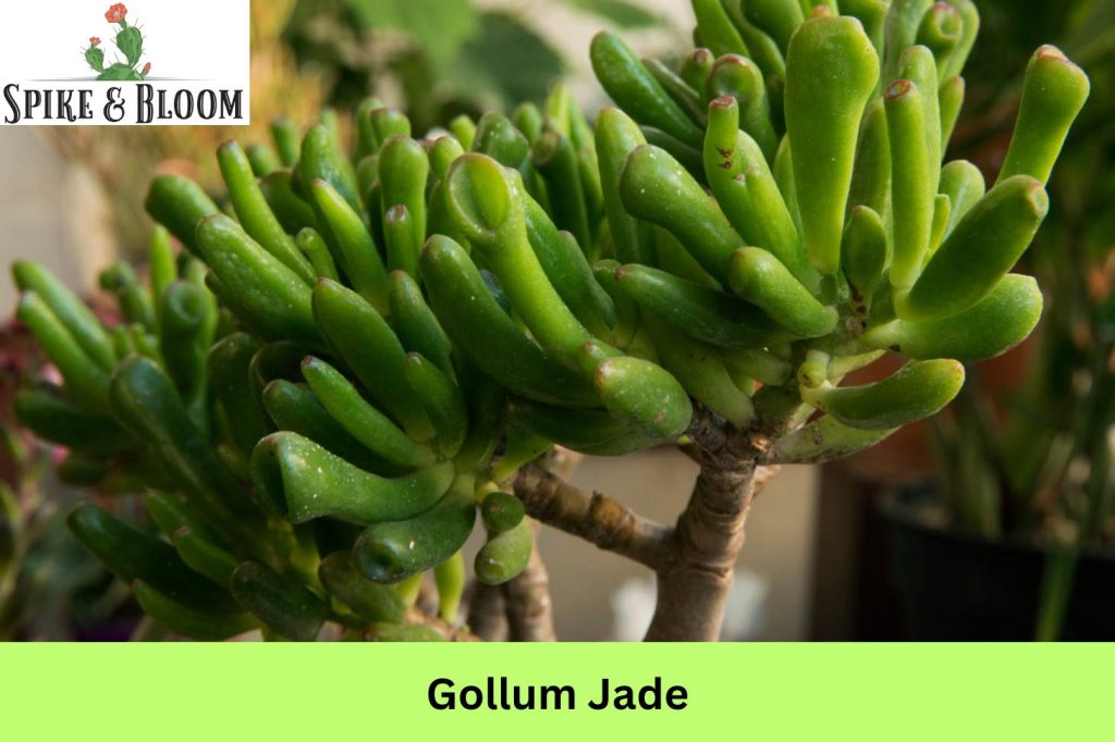 Gollum Jade Crassula