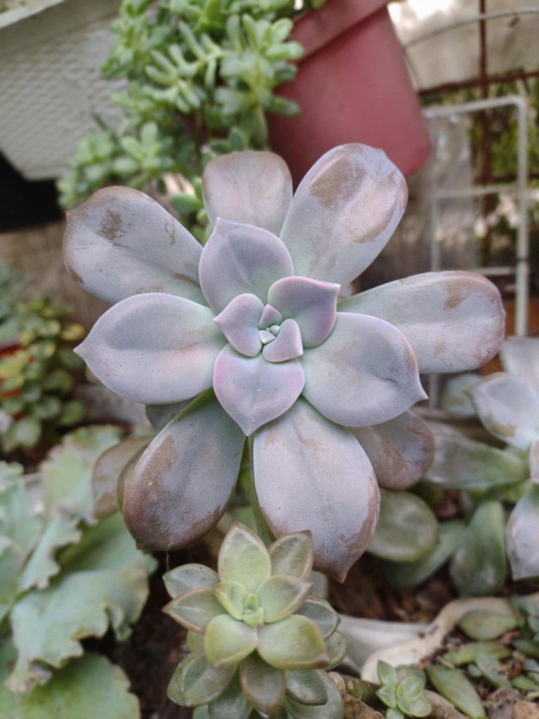 Graptopetalum Paraguayense (Ghost Plant)