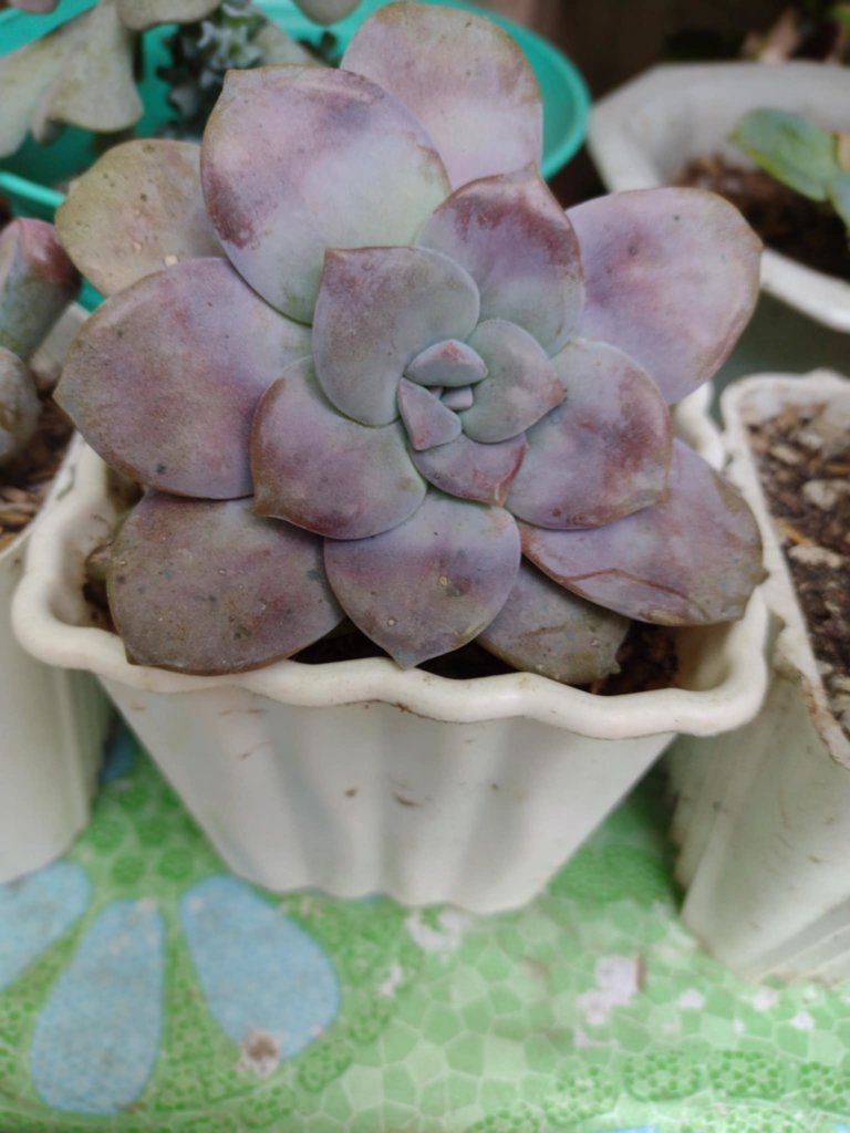 Graptopetalum Purple Delight (Snow White)