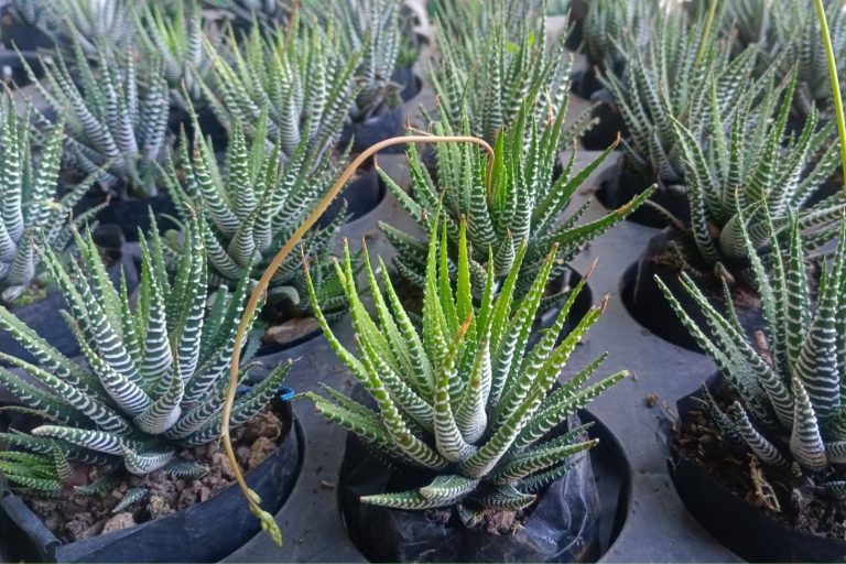 Haworthia