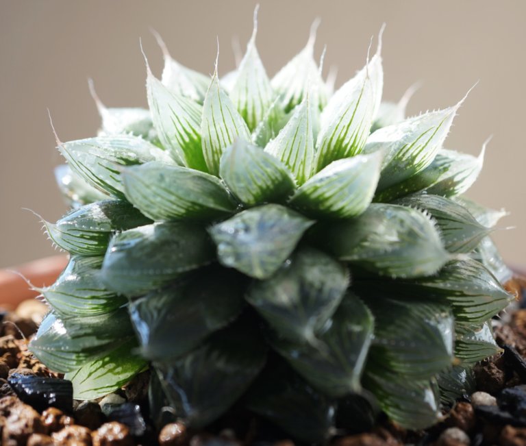 Haworthia Cooperi