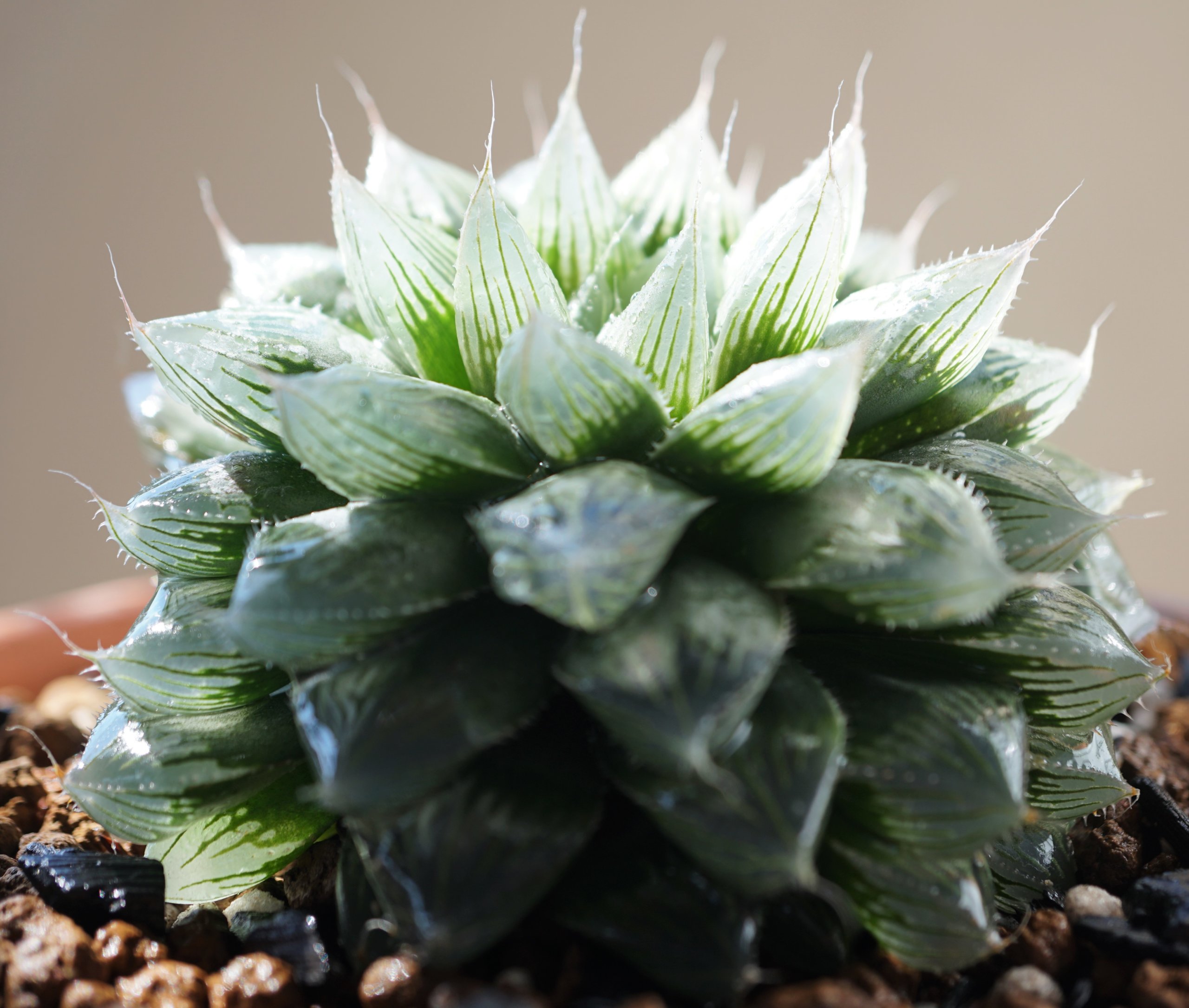 Haworthia Cooperi