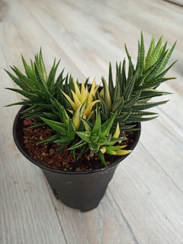 Haworthia attenuata f. variegata