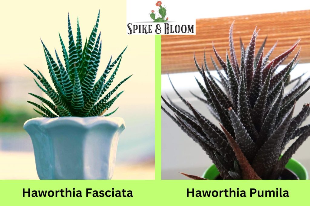 Haworthia fasciata and pumila