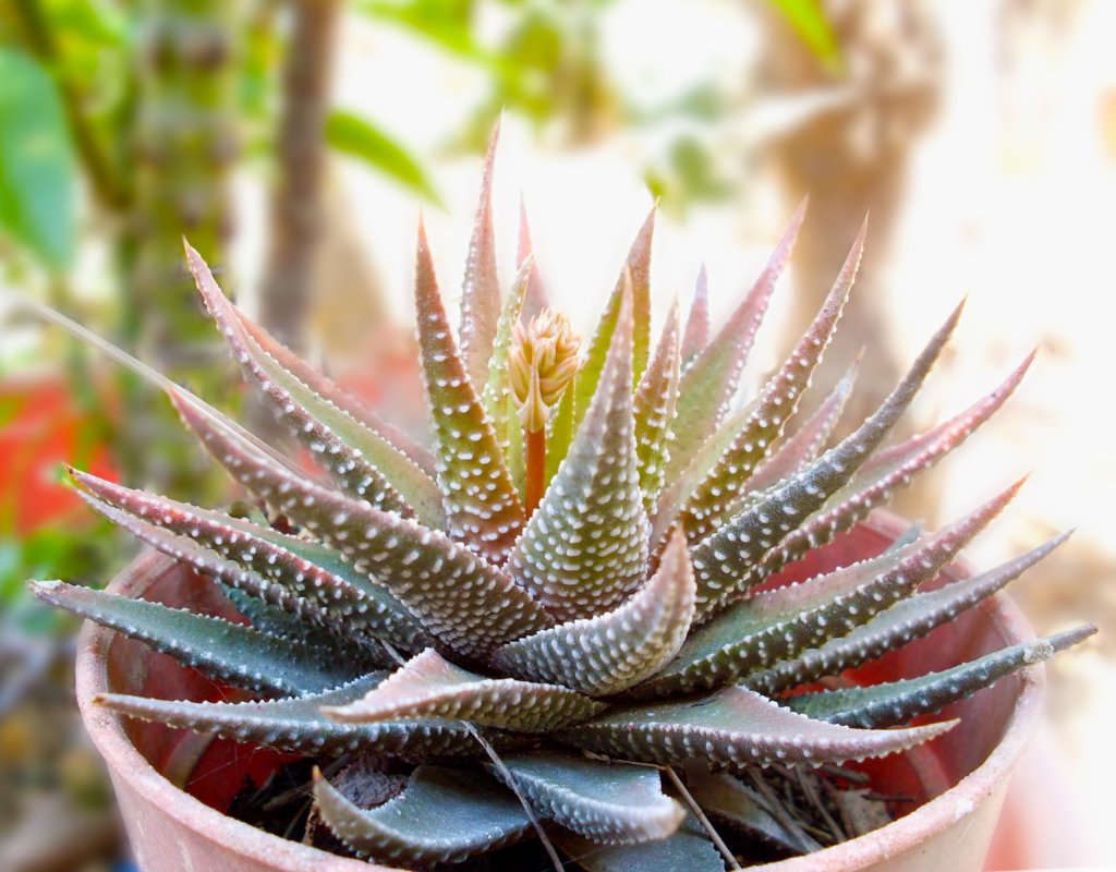Haworthia in pot outdoor