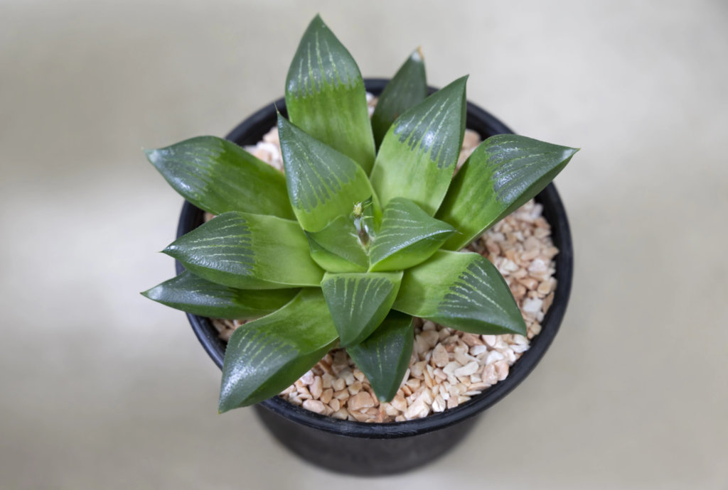 Haworthia retusa