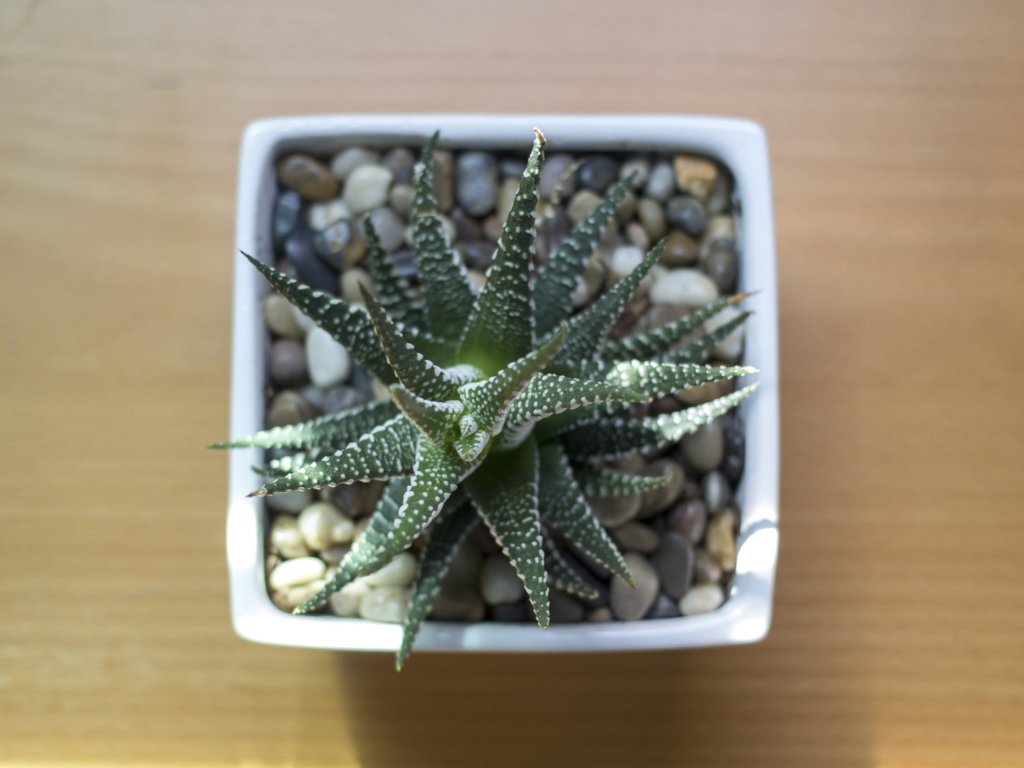 Haworthia with stone mulch
