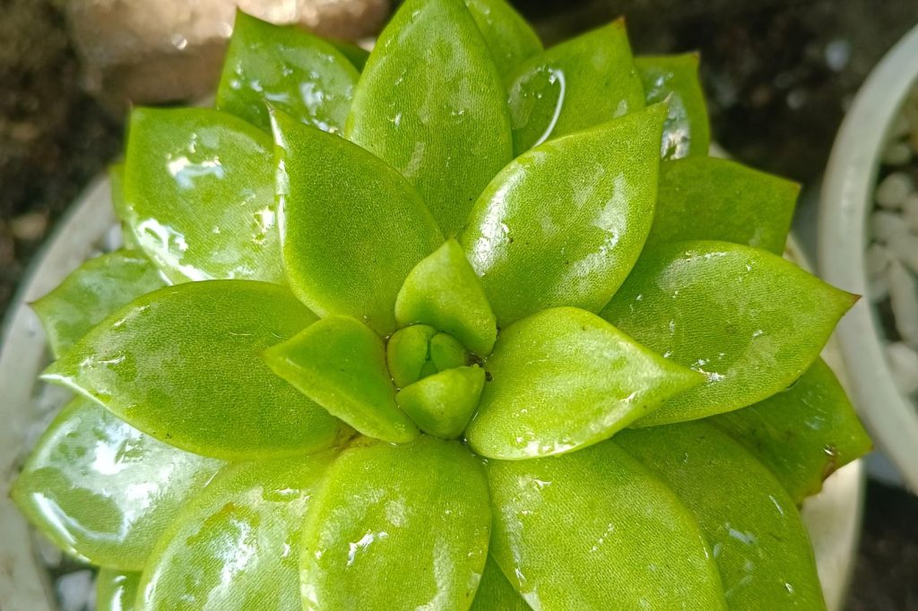 Hens and Chicks