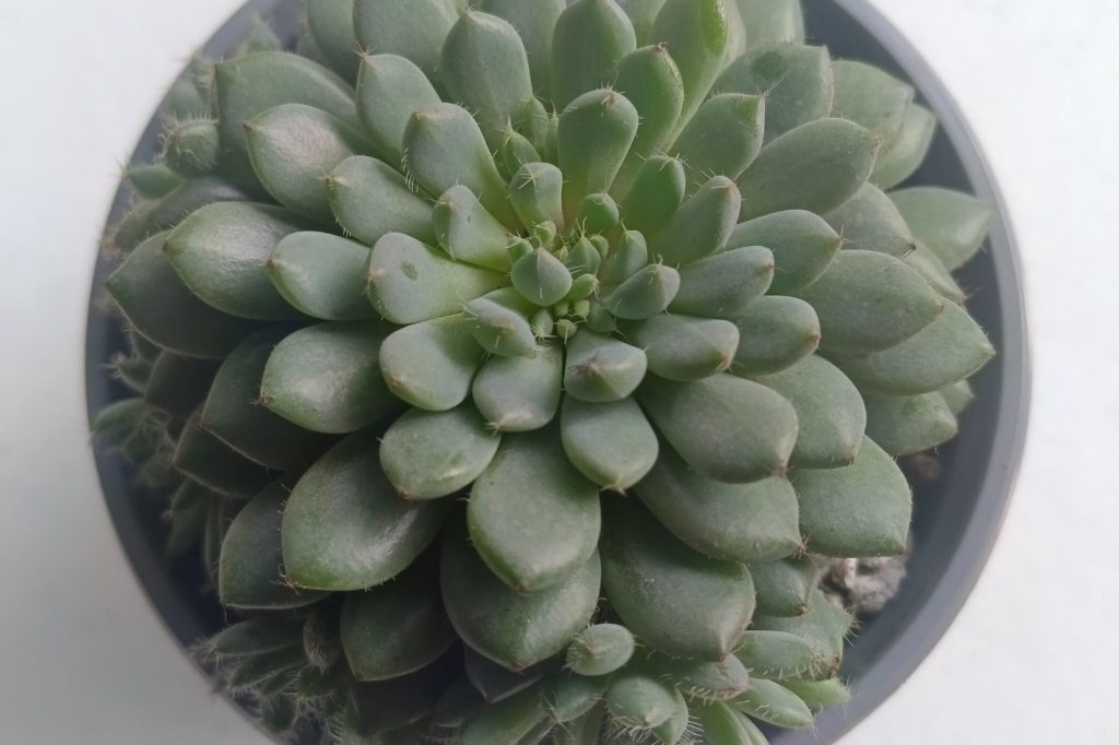 Hens and chicks in a pot