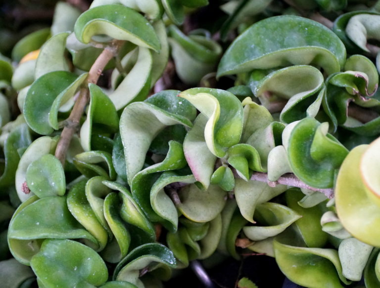 The Hindu Hoya Rope Plant, also known as Hoya Carnosa Compacta