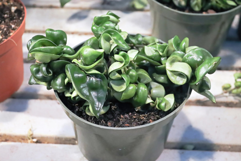 Hindu Hoya Rope plant (Hoya carnosa compacta) in a pot