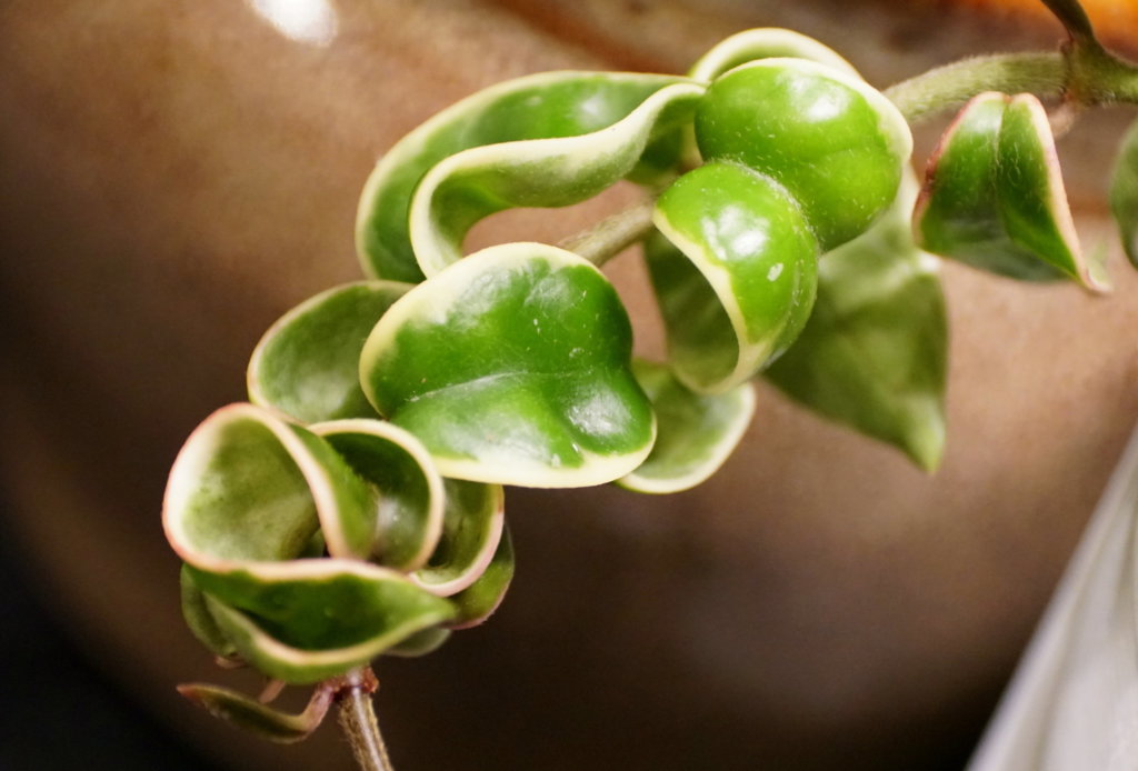 Variegated Hindu Hoya Rope plant, with scientific name Hoya Carnosa Compacta