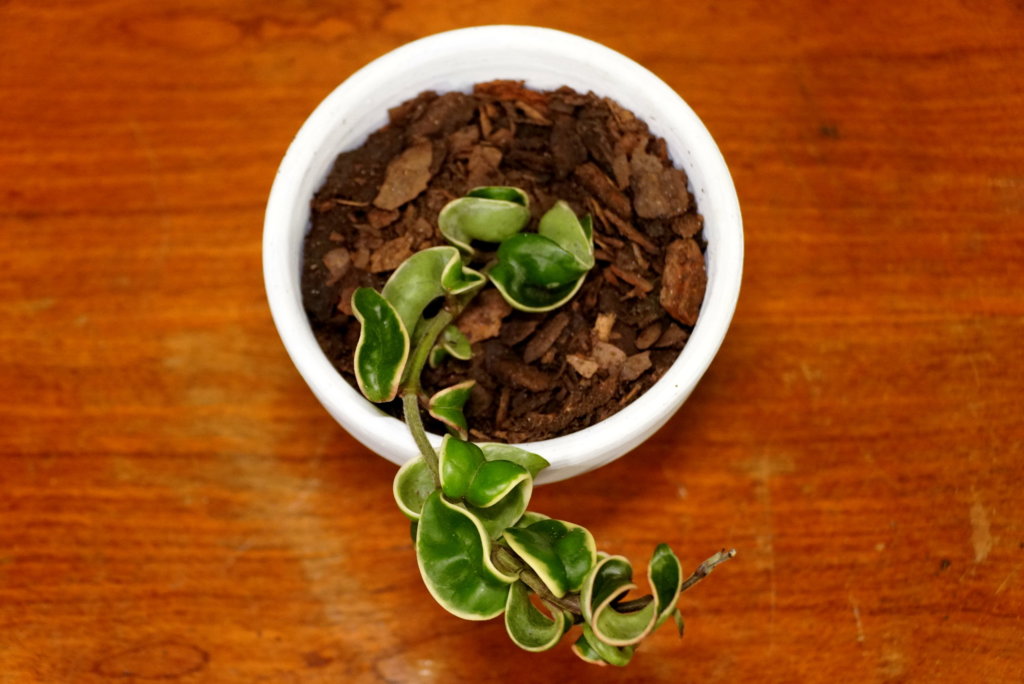 hindu hoya rope plant (hoya carnosa compacta)