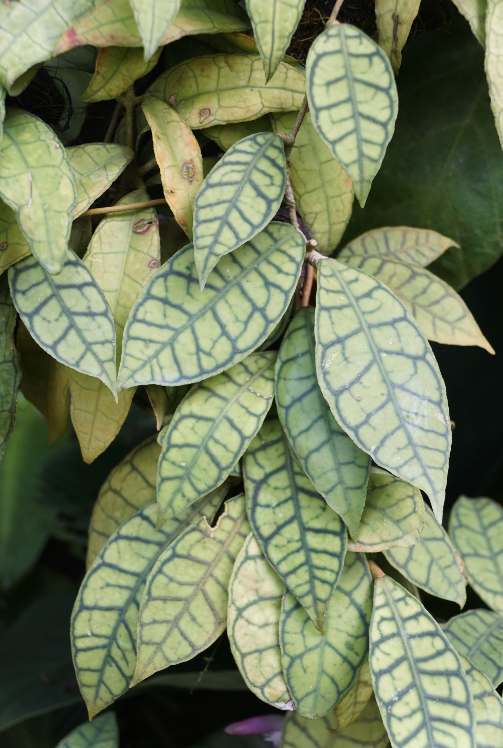 Beautiful leaf pattern on Hoya Callistophylla