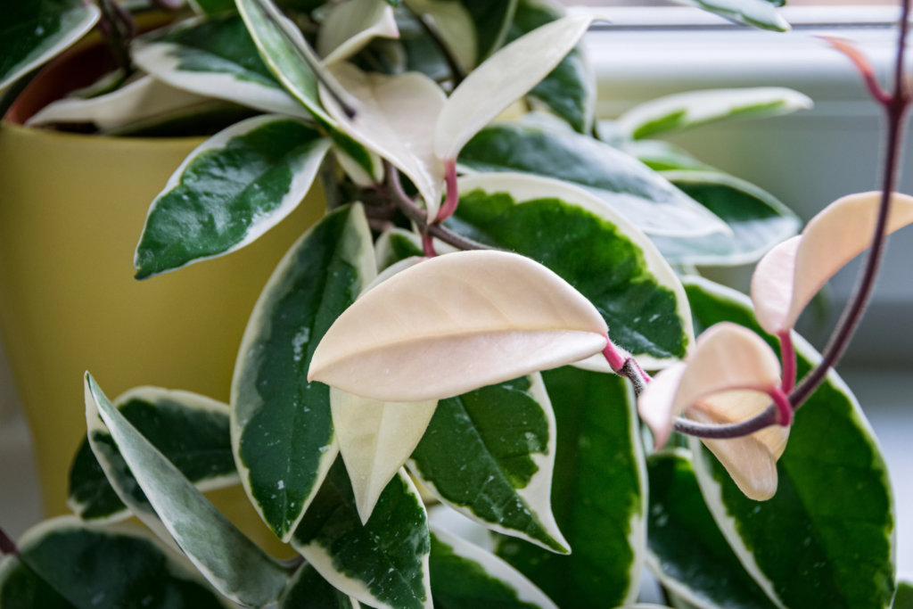 Hoya Krimson Queen (variegated leaves)