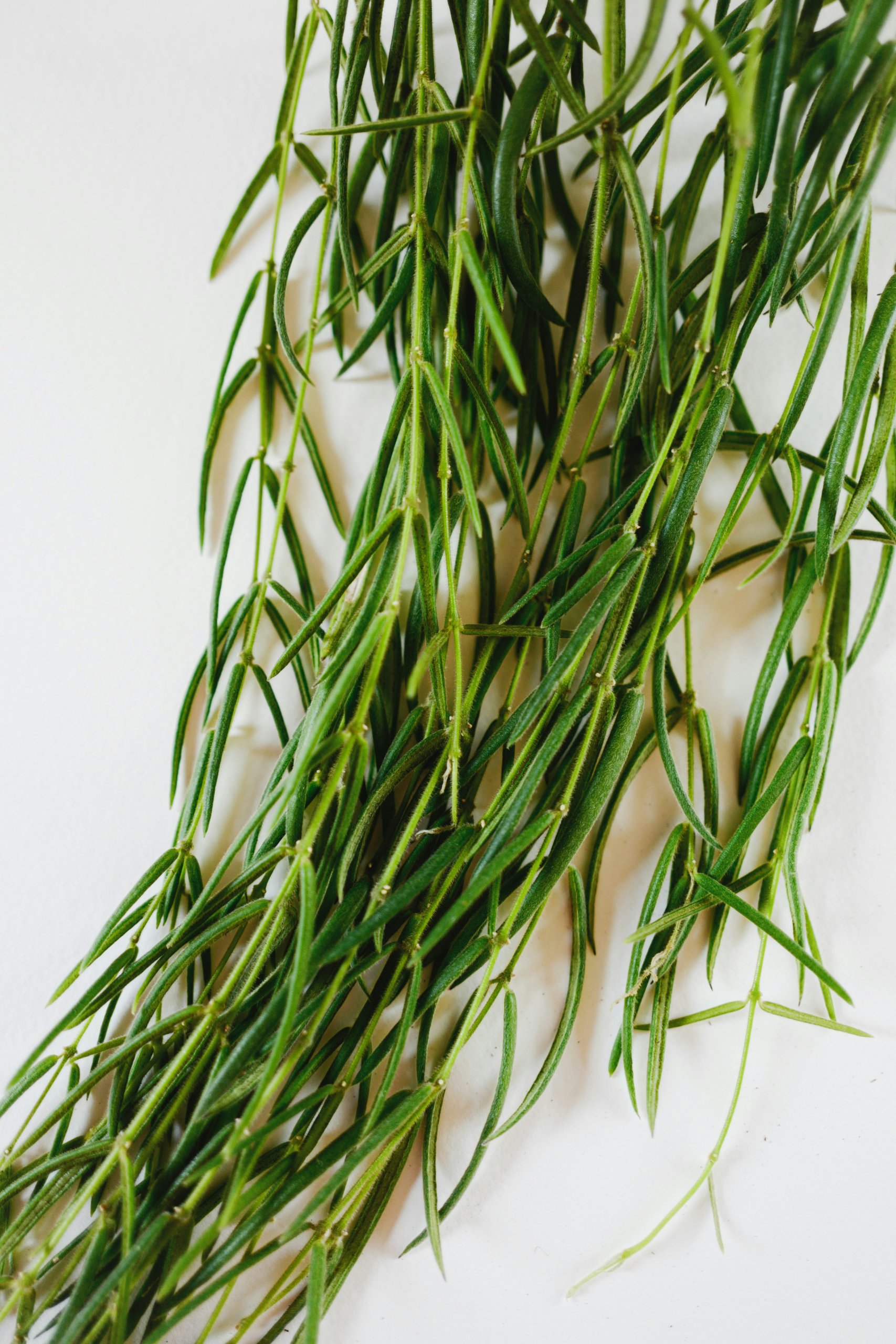 Hoya Linearis